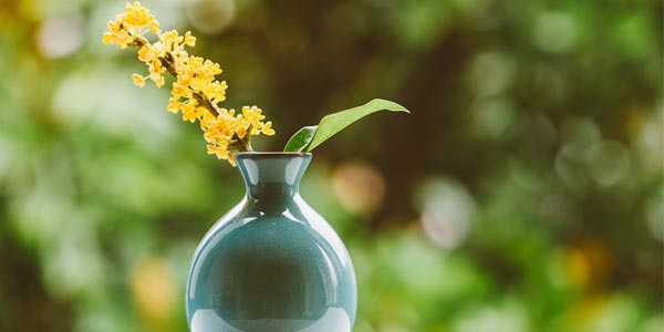 厦门光合作用怎么样