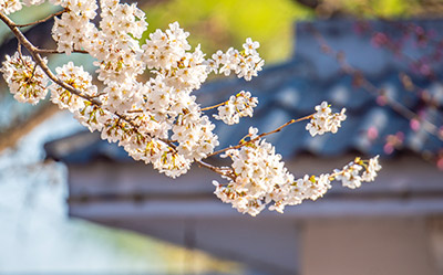 初中以上日语零基础初学者
